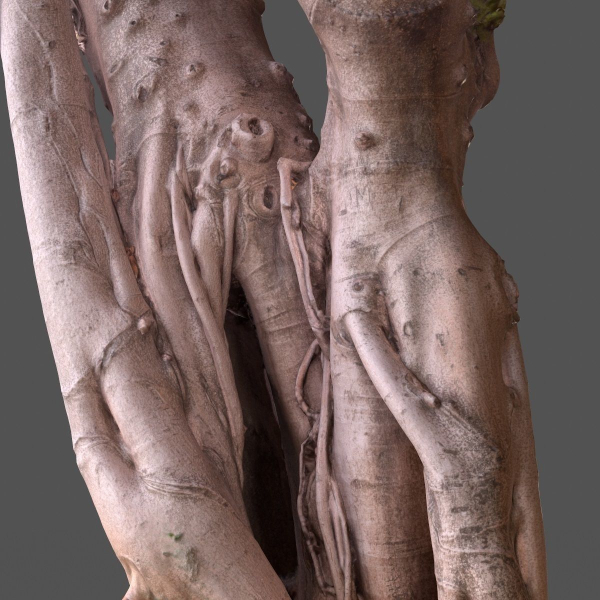 12 Tree collection Vol 2