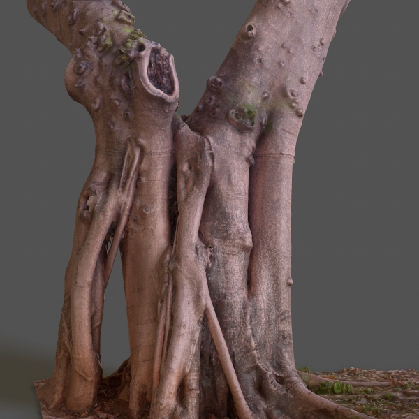 12 Tree collection Vol 2