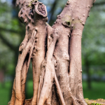 12 Tree collection Vol 2