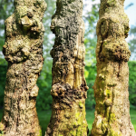 12 Tree collection Vol 2