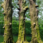 12 Tree collection Vol 2