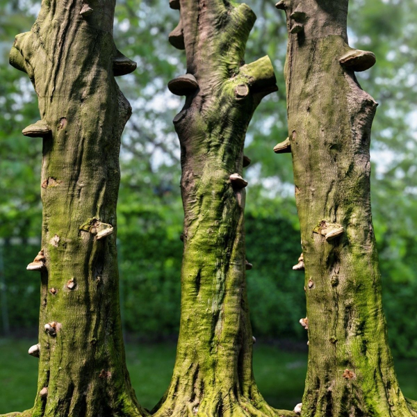 12 Tree collection Vol 2
