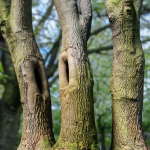 12 Tree collection Vol 2