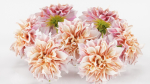 15 Flowers Collection