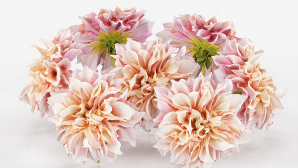15 Flowers Collection