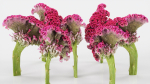 15 Flowers Collection