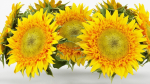 15 Flowers Collection