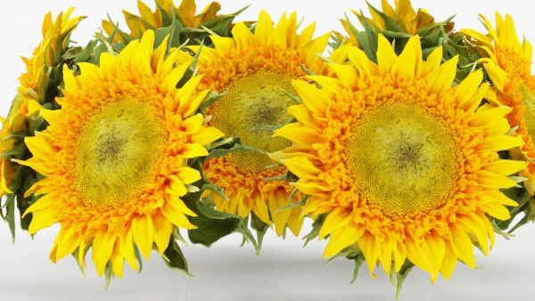 15 Flowers Collection