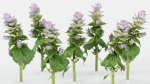 15 Flowers Collection