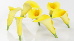 15 Flowers Collection