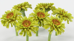 15 Flowers Collection