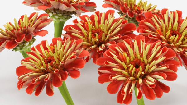 15 Flowers Collection