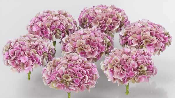 15 Flowers Collection