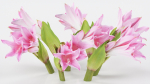 15 Flowers Collection