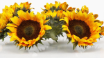 15 Flowers Collection