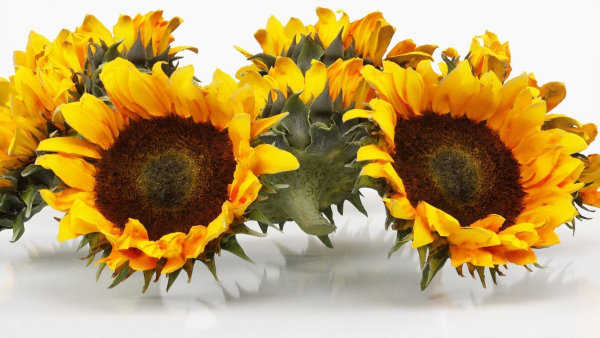 15 Flowers Collection