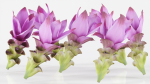 15 Flowers Collection