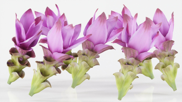 15 Flowers Collection