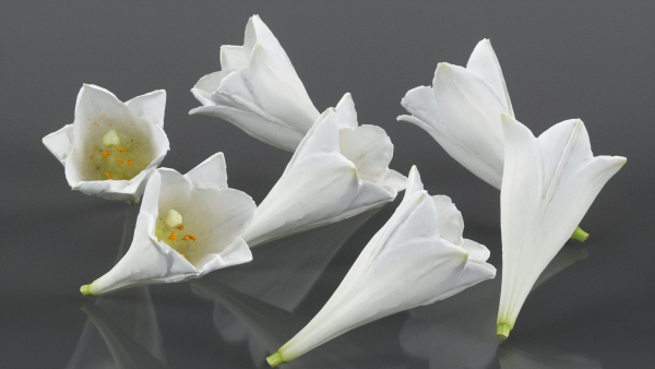 15 Flowers Collection