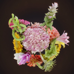 15 Flowers Collection