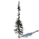 15 Pine Tree Lowpoly Models For Games