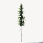 15 Pine Tree Lowpoly Models For Games