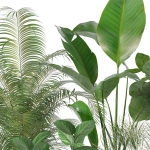 20 Photorealistic Flowers for Interiors - set 120 121 129 130
