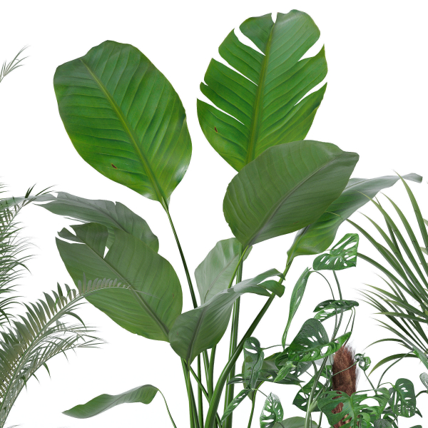 20 Photorealistic Flowers for Interiors - set 120 121 129 130
