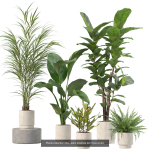 20 Photorealistic Flowers for Interiors - set 204 209 211 213