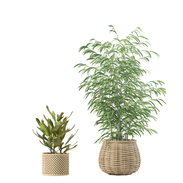 20 Photorealistic Flowers for Interiors - set 204 209 213 214