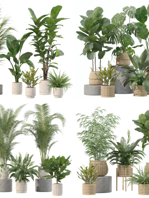 20 Photorealistic Flowers for Interiors - set 204 209 213 214