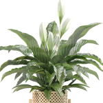 20 Photorealistic Flowers for Interiors - set 204 209 213 214