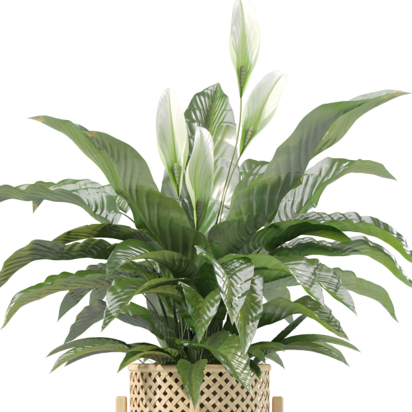 20 Photorealistic Flowers for Interiors - set 204 209 213 214