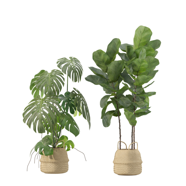 20 Photorealistic Flowers for Interiors - set 204 209 213 214