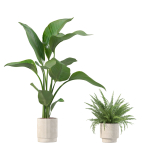 20 Photorealistic Flowers for Interiors - set 204 211 213 219