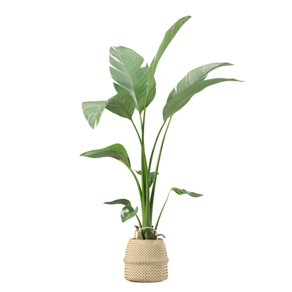 20 Photorealistic Flowers for Interiors - set 204 211 213 219