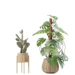 20 Photorealistic Flowers for Interiors - set 204 211 213 219