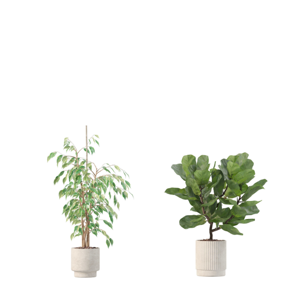 20 Photorealistic Flowers for Interiors - set 204 211 213 219