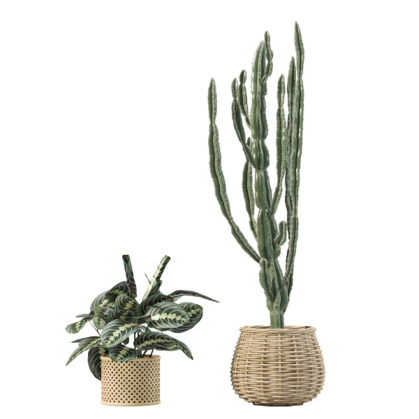 20 Photorealistic Flowers for Interiors - set 204 211 213 219