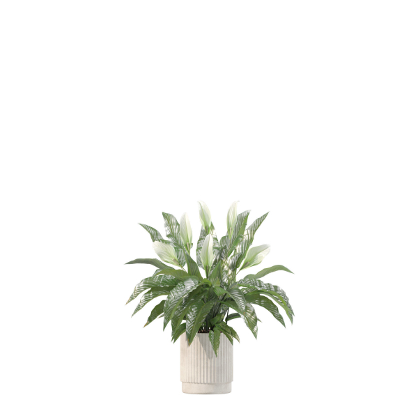 20 Photorealistic Flowers for Interiors - set 204 213 216 218