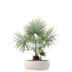20 Photorealistic Flowers for Interiors - set 204 213 216 218
