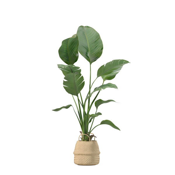 20 Photorealistic Flowers for Interiors - set 205 207 209 211