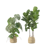 20 Photorealistic Flowers for Interiors - set 205 207 209 211