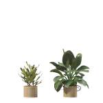 20 Photorealistic Flowers for Interiors - set 205 207 209 211