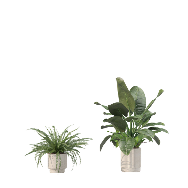 20 Photorealistic Flowers for Interiors - set 205 207 209 211