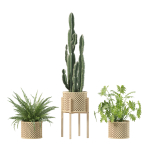 20 Photorealistic Flowers for Interiors - set 205 207 209 219