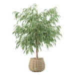 20 Photorealistic Flowers for Interiors - set 205 207 209 219