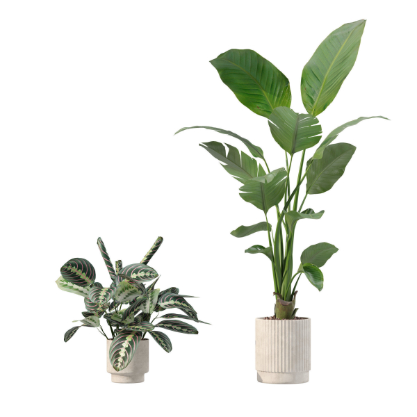 20 Photorealistic Flowers for Interiors - set 205 207 209 219