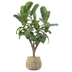 20 Photorealistic Flowers for Interiors - set 205 207 209 219