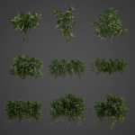 2021 PBR Cherry Laurel Collection - Prunus Laurocerasus
